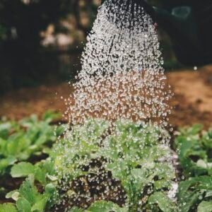 Organic Sea Moss Powder (Irish Moss)